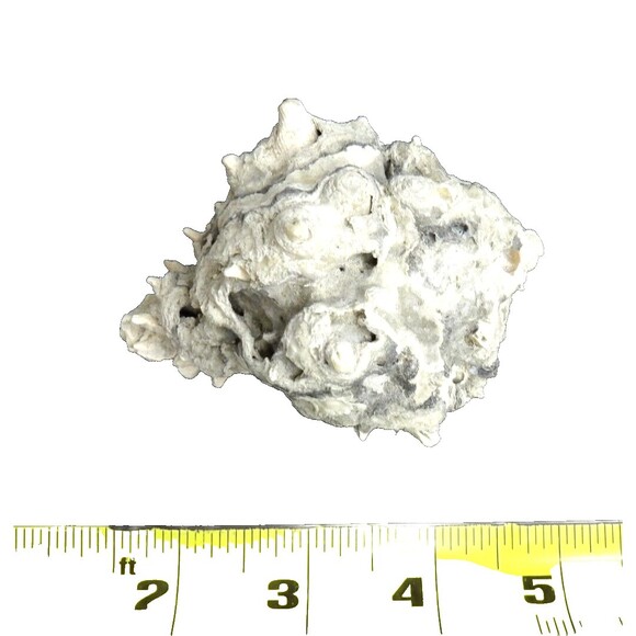 Unique Gray Conch Fossil Seashell Sea Shell Whelk Nautical Crafting Real Beach - Picture 5 of 6